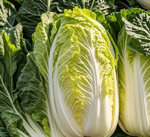 大白菜  5.6 (HKD)/斤/605克